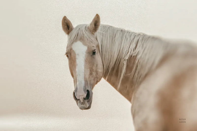 Looking Back Light by Nathan Larson. SKU 104780i. Archival Giclee Fine art print for wall decor.