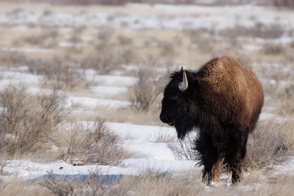 Lookout by Nathan Larson. SKU 84325i. Archival Giclee Fine art print for wall decor.