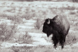 Lookout BW by Nathan Larson. SKU 84326i. Archival Giclee Fine art print for wall decor.