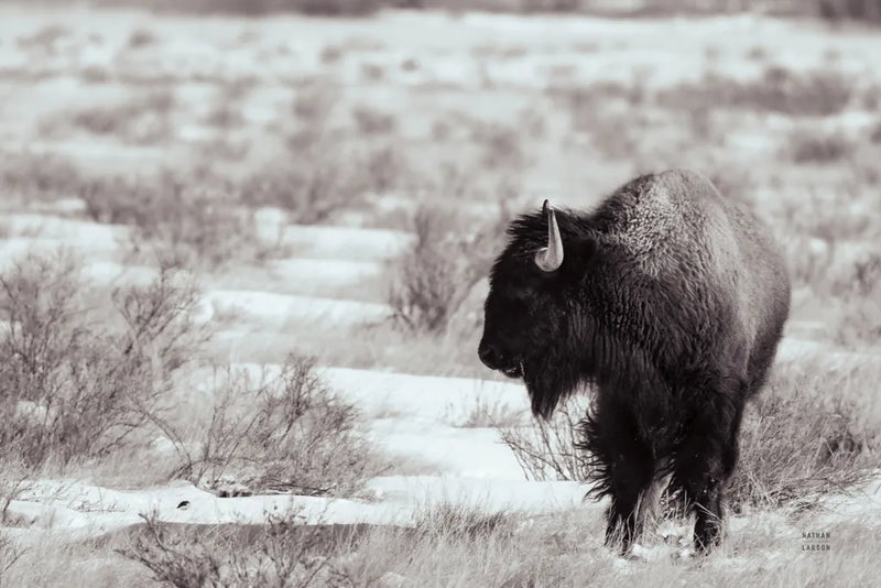 Lookout BW by Nathan Larson. SKU 84326i. Archival Giclee Fine art print for wall decor.