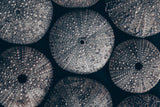 Lost Coast Sea Urchins I by Nathan Larson. SKU 96958i. Archival Giclee Fine art print for wall decor.
