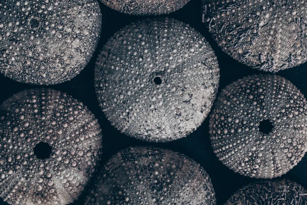 Lost Coast Sea Urchins I by Nathan Larson. SKU 96958i. Archival Giclee Fine art print for wall decor.