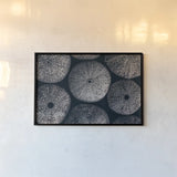 Lost Coast Sea Urchins I by Nathan Larson. shown as a paper print in a black flame. Available as a archival giclee rolled canvas, fine art paper, or poster print. SKU 96958i.