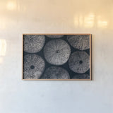 Lost Coast Sea Urchins I by Nathan Larson. shown as a paper print in a natural frame. Available as a archival giclee rolled canvas, fine art paper, or poster print. SKU 96958i.