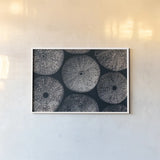 Lost Coast Sea Urchins I by Nathan Larson. shown as a paper print in a white frame. Available as a archival giclee rolled canvas, fine art paper, or poster print. SKU 96958i.