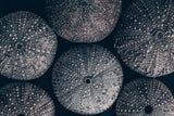 Lost Coast Sea Urchins II by Nathan Larson. SKU 96959i. Archival Giclee Fine art print for wall decor.