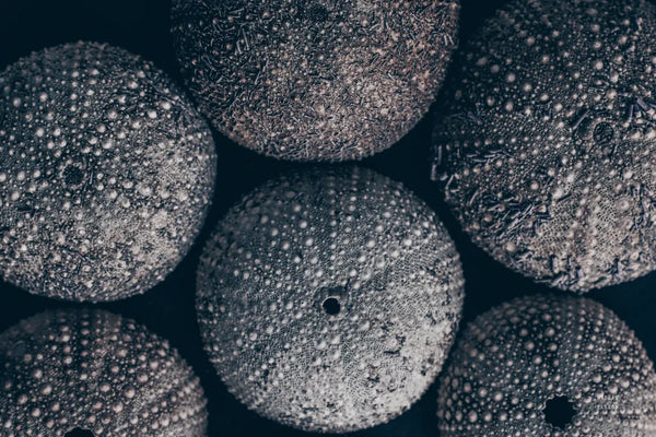 Lost Coast Sea Urchins II by Nathan Larson. SKU 96959i. Archival Giclee Fine art print for wall decor.