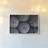 Lost Coast Sea Urchins II by Nathan Larson. shown as a paper print in a white frame. Available as a archival giclee rolled canvas, fine art paper, or poster print. SKU 96959i.
