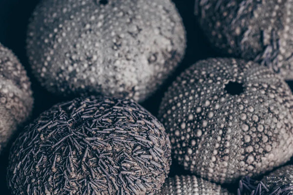 Lost Coast Sea Urchins III by Nathan Larson. SKU 96960i. Archival Giclee Fine art print for wall decor.