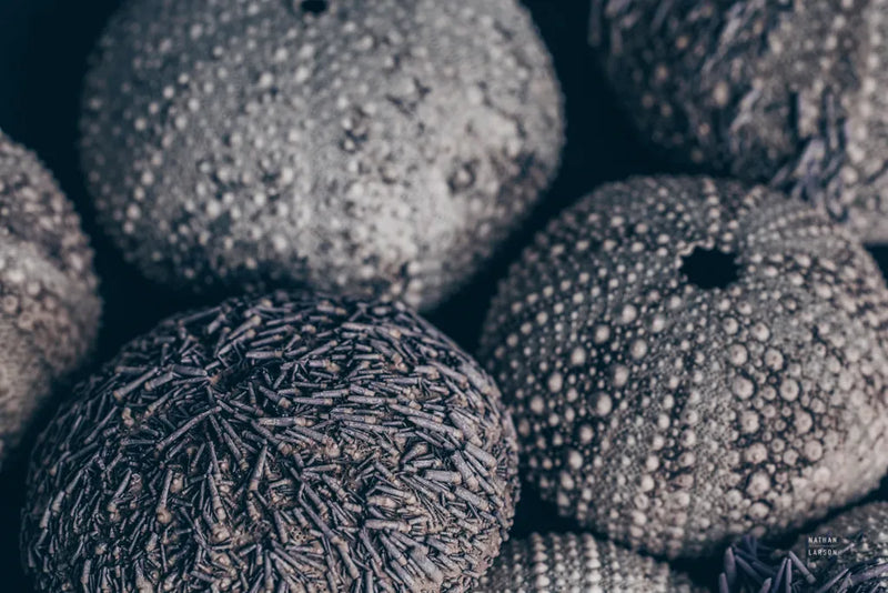 Lost Coast Sea Urchins III by Nathan Larson. SKU 96960i. Archival Giclee Fine art print for wall decor.