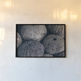Lost Coast Sea Urchins III by Nathan Larson. shown as a paper print in a black flame. Available as a archival giclee rolled canvas, fine art paper, or poster print. SKU 96960i.