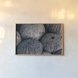 Lost Coast Sea Urchins III by Nathan Larson. shown as a paper print in a natural frame. Available as a archival giclee rolled canvas, fine art paper, or poster print. SKU 96960i.