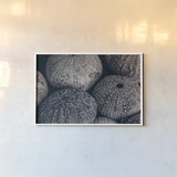 Lost Coast Sea Urchins III by Nathan Larson. shown as a paper print in a white frame. Available as a archival giclee rolled canvas, fine art paper, or poster print. SKU 96960i.