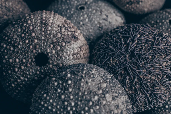 Lost Coast Sea Urchins IV by Nathan Larson. SKU 96961i. Archival Giclee Fine art print for wall decor.