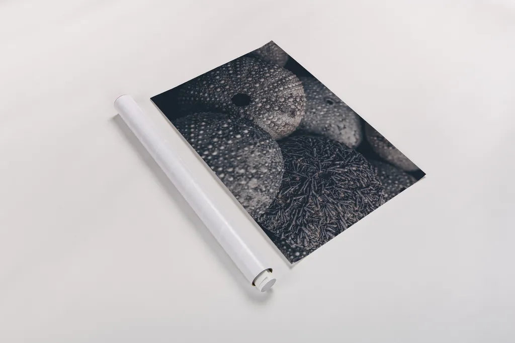 Lost Coast Sea Urchins IV by Nathan Larson. shown as a rolled paper print. Available as archival giclee rolled canvas, fine art paper, or poster print. SKU 96961i.