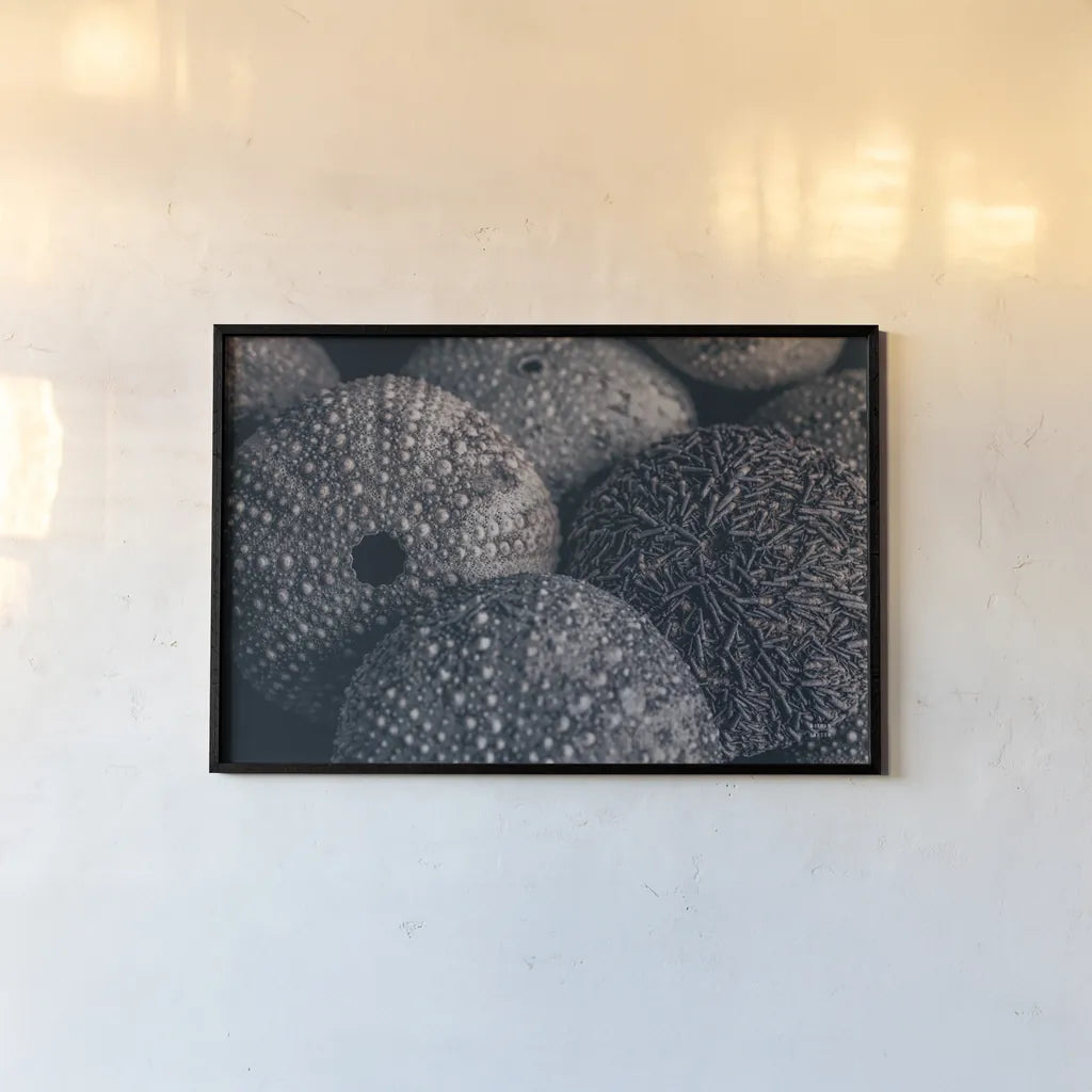 Lost Coast Sea Urchins IV by Nathan Larson. shown as a paper print in a black flame. Available as a archival giclee rolled canvas, fine art paper, or poster print. SKU 96961i.