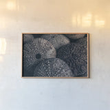 Lost Coast Sea Urchins IV by Nathan Larson. shown as a paper print in a natural frame. Available as a archival giclee rolled canvas, fine art paper, or poster print. SKU 96961i.