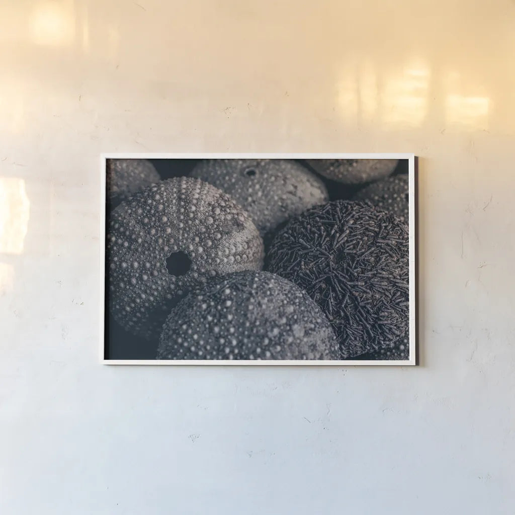 Lost Coast Sea Urchins IV by Nathan Larson. shown as a paper print in a white frame. Available as a archival giclee rolled canvas, fine art paper, or poster print. SKU 96961i.