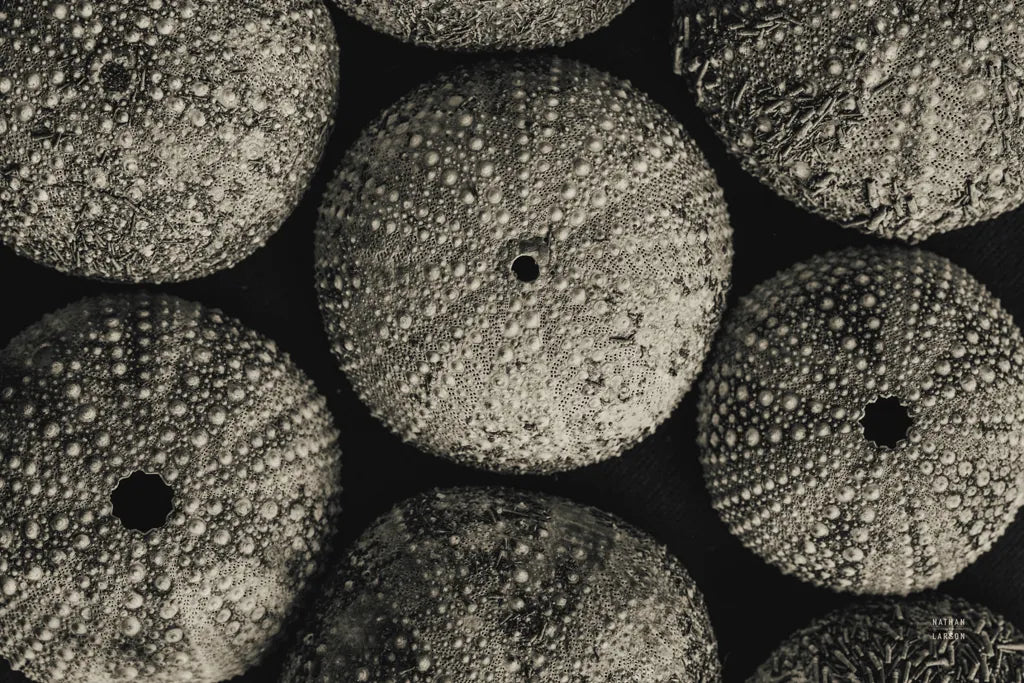 Lost Coast Sea Urchins Sepia I by Nathan Larson. SKU 96963i. Archival Giclee Fine art print for wall decor.