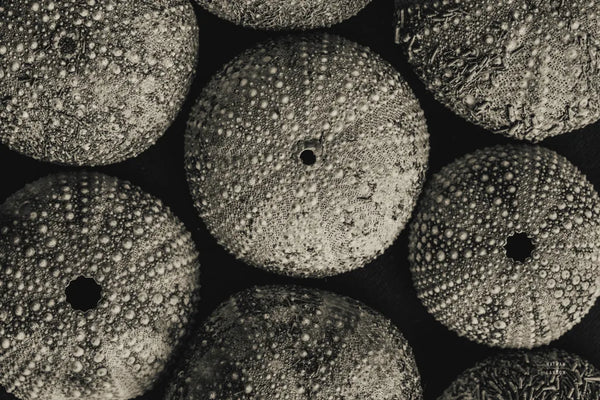 Lost Coast Sea Urchins Sepia I by Nathan Larson. SKU 96963i. Archival Giclee Fine art print for wall decor.