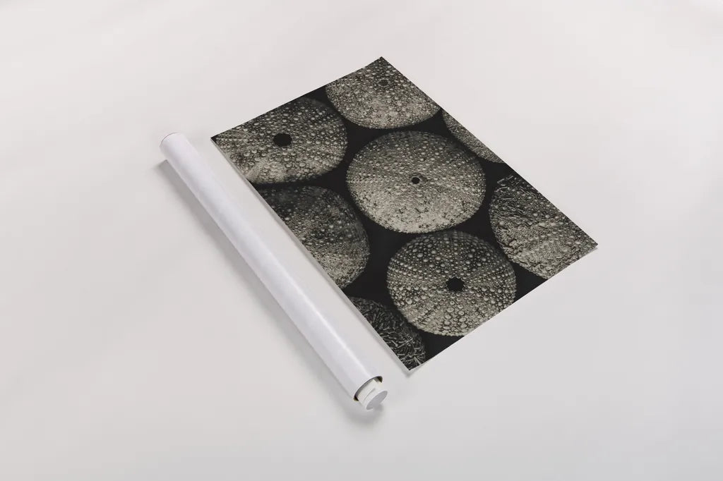 Lost Coast Sea Urchins Sepia I by Nathan Larson. shown as a rolled paper print. Available as archival giclee rolled canvas, fine art paper, or poster print. SKU 96963i.