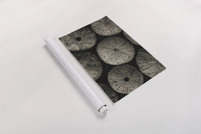 Lost Coast Sea Urchins Sepia I by Nathan Larson. shown as a rolled paper print. Available as archival giclee rolled canvas, fine art paper, or poster print. SKU 96963i.