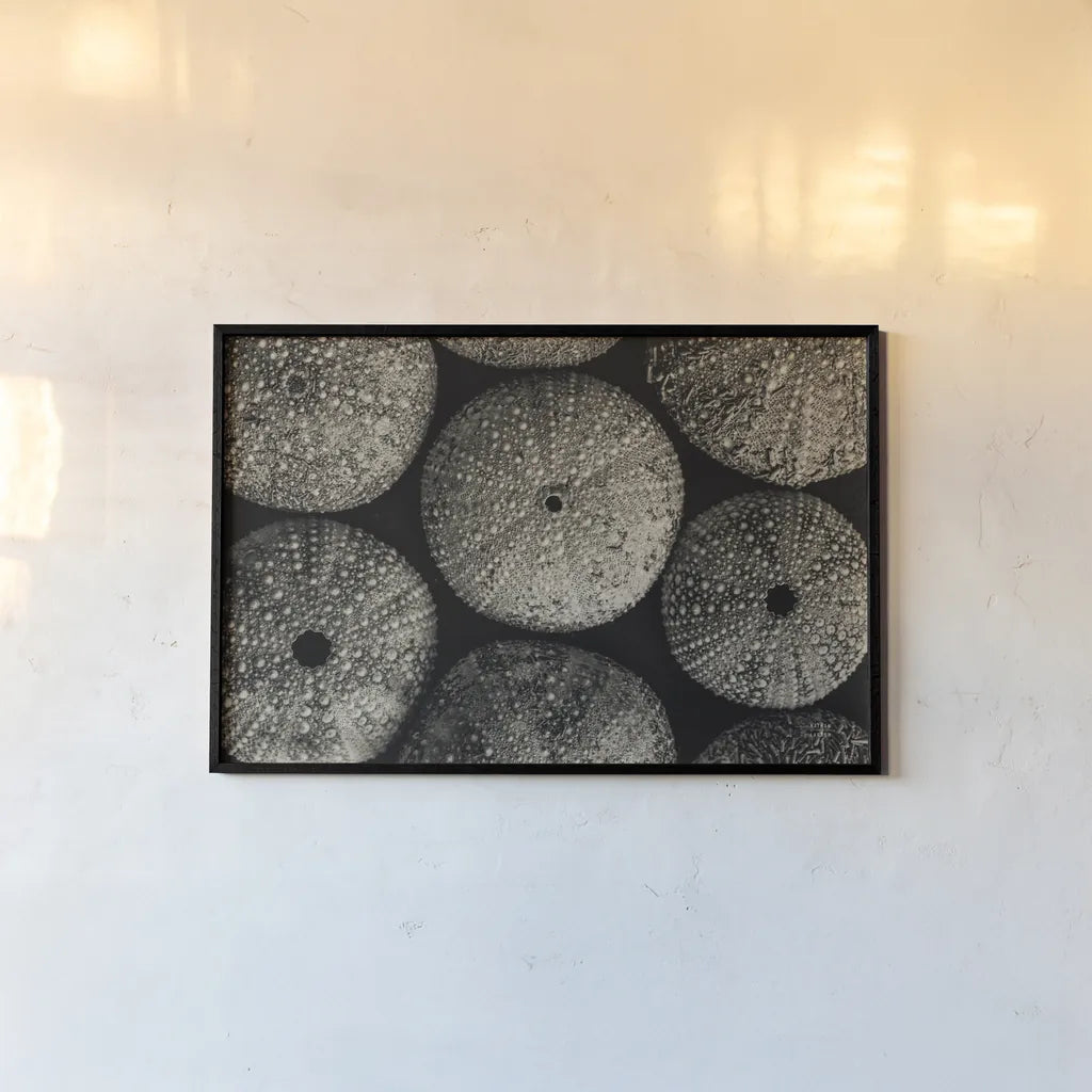 Lost Coast Sea Urchins Sepia I by Nathan Larson. shown as a paper print in a black flame. Available as a archival giclee rolled canvas, fine art paper, or poster print. SKU 96963i.