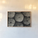 Lost Coast Sea Urchins Sepia I by Nathan Larson. shown as a paper print in a natural frame. Available as a archival giclee rolled canvas, fine art paper, or poster print. SKU 96963i.