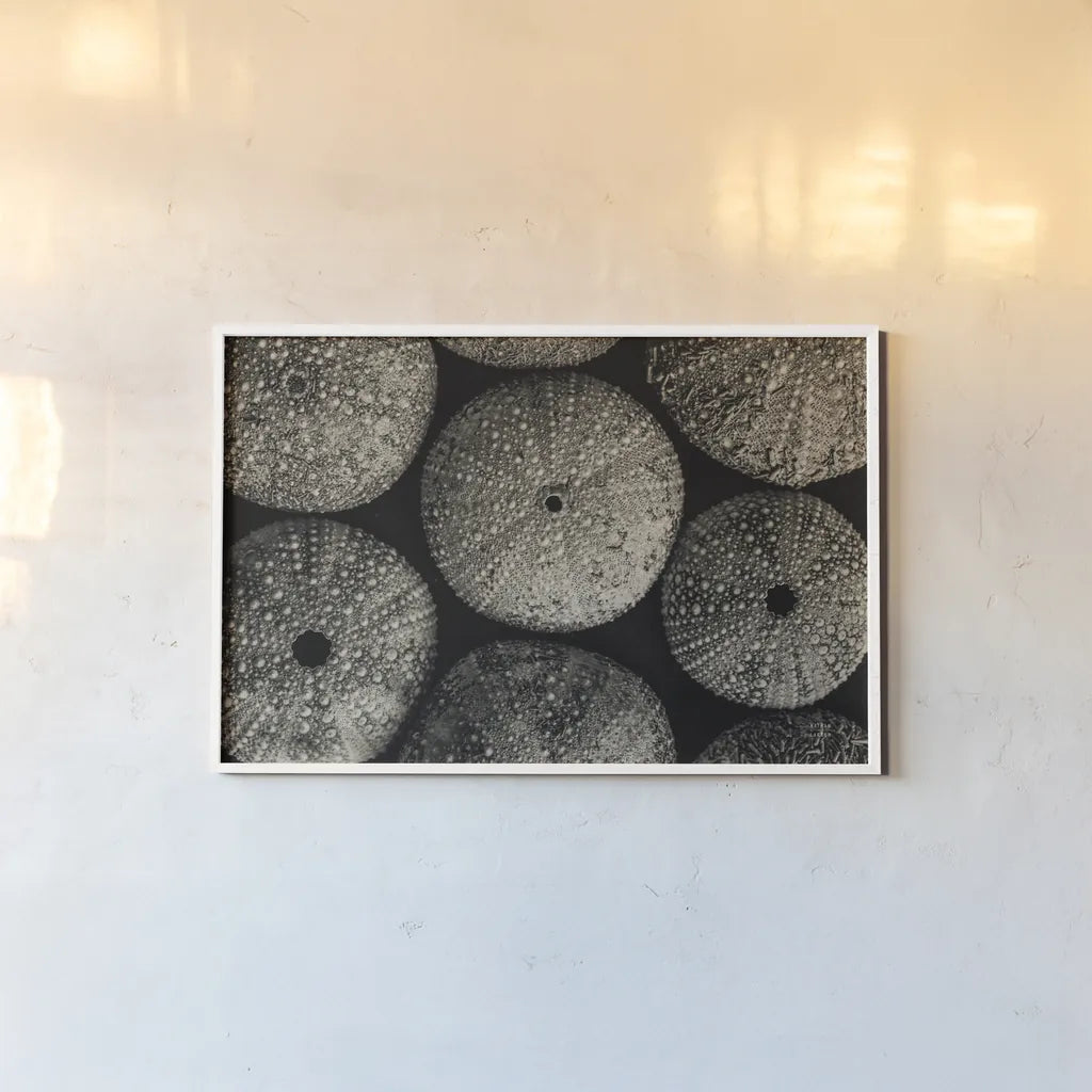 Lost Coast Sea Urchins Sepia I by Nathan Larson. shown as a paper print in a white frame. Available as a archival giclee rolled canvas, fine art paper, or poster print. SKU 96963i.