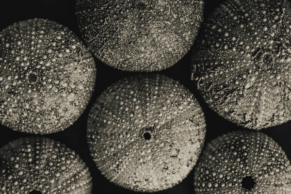 Lost Coast Sea Urchins Sepia II by Nathan Larson. SKU 96964i. Archival Giclee Fine art print for wall decor.