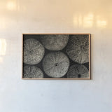Lost Coast Sea Urchins Sepia II by Nathan Larson. shown as a paper print in a natural frame. Available as a archival giclee rolled canvas, fine art paper, or poster print. SKU 96964i.