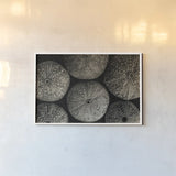 Lost Coast Sea Urchins Sepia II by Nathan Larson. shown as a paper print in a white frame. Available as a archival giclee rolled canvas, fine art paper, or poster print. SKU 96964i.