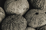 Lost Coast Sea Urchins Sepia III by Nathan Larson. SKU 96965i. Archival Giclee Fine art print for wall decor.