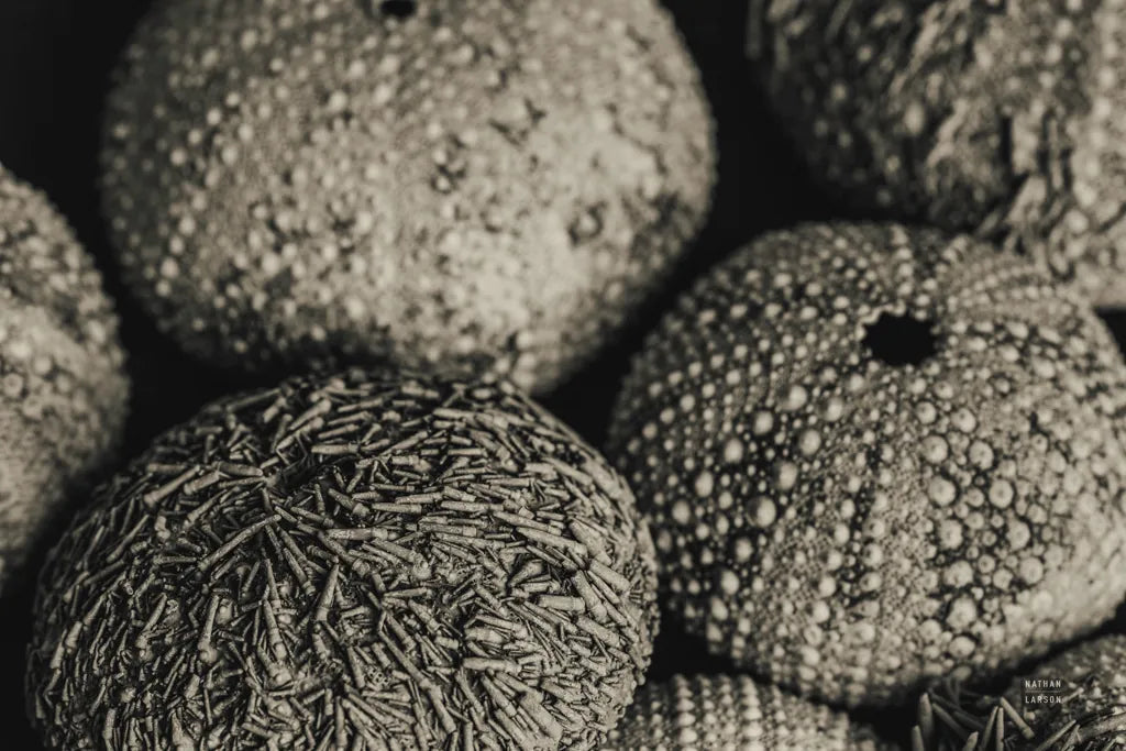 Lost Coast Sea Urchins Sepia III by Nathan Larson. SKU 96965i. Archival Giclee Fine art print for wall decor.
