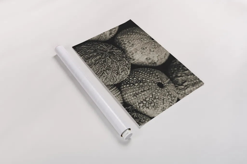 Lost Coast Sea Urchins Sepia III by Nathan Larson. shown as a rolled paper print. Available as archival giclee rolled canvas, fine art paper, or poster print. SKU 96965i.