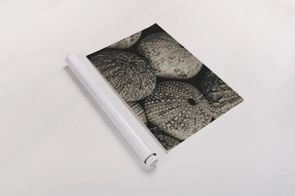 Lost Coast Sea Urchins Sepia III by Nathan Larson. shown as a rolled paper print. Available as archival giclee rolled canvas, fine art paper, or poster print. SKU 96965i.