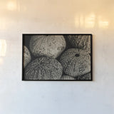 Lost Coast Sea Urchins Sepia III by Nathan Larson. shown as a paper print in a black flame. Available as a archival giclee rolled canvas, fine art paper, or poster print. SKU 96965i.