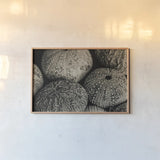 Lost Coast Sea Urchins Sepia III by Nathan Larson. shown as a paper print in a natural frame. Available as a archival giclee rolled canvas, fine art paper, or poster print. SKU 96965i.