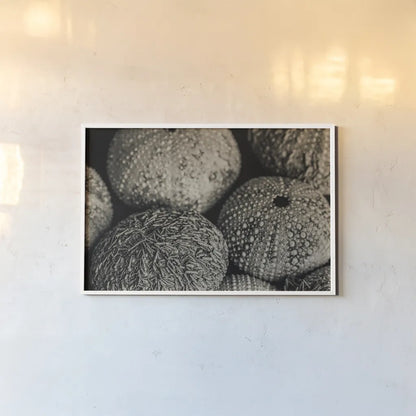 Lost Coast Sea Urchins Sepia III by Nathan Larson. shown as a paper print in a white frame. Available as a archival giclee rolled canvas, fine art paper, or poster print. SKU 96965i.