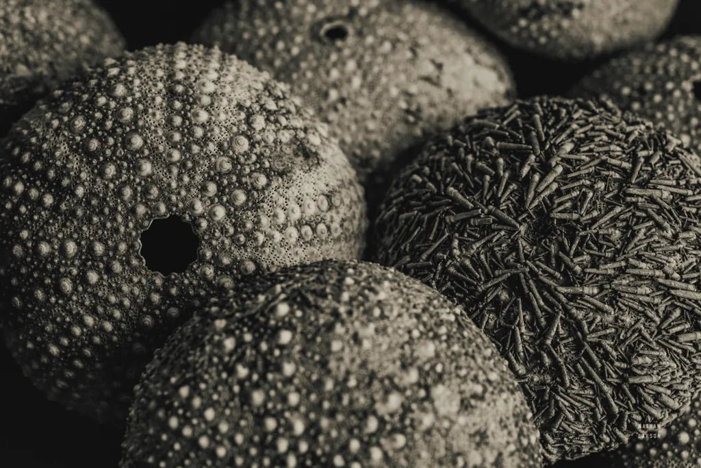 Lost Coast Sea Urchins Sepia IV by Nathan Larson. SKU 96966i. Archival Giclee Fine art print for wall decor.
