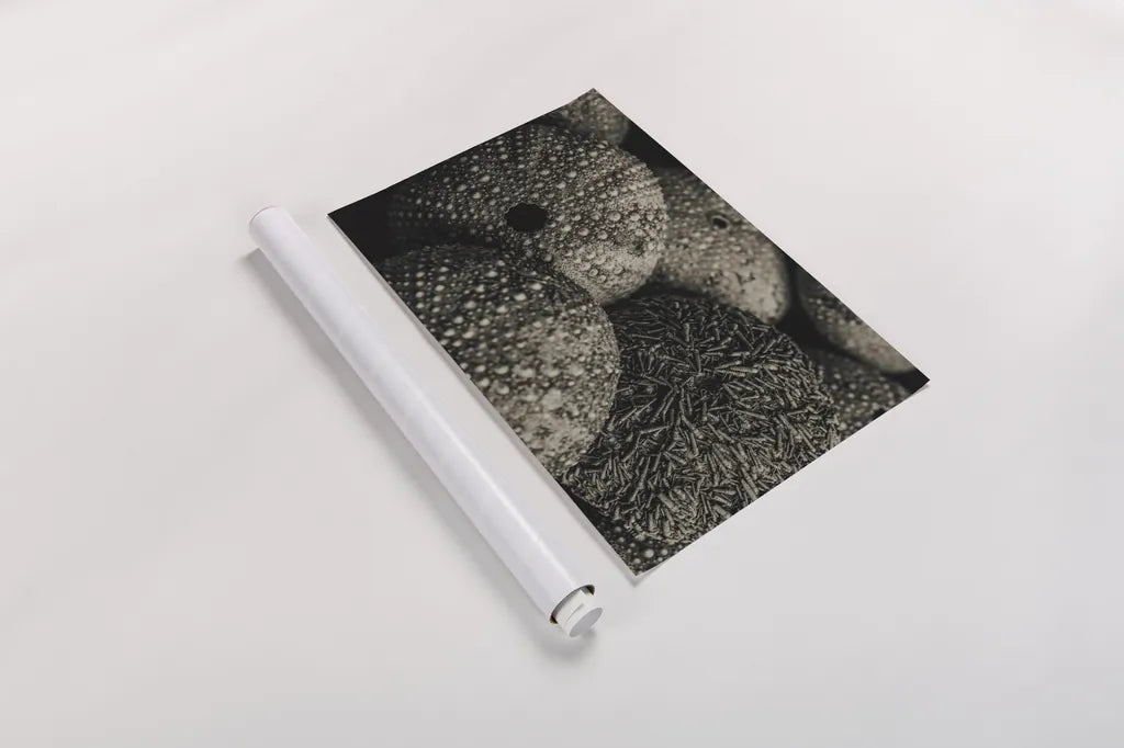 Lost Coast Sea Urchins Sepia IV by Nathan Larson. shown as a rolled paper print. Available as archival giclee rolled canvas, fine art paper, or poster print. SKU 96966i.