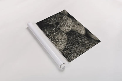 Lost Coast Sea Urchins Sepia IV by Nathan Larson. shown as a rolled paper print. Available as archival giclee rolled canvas, fine art paper, or poster print. SKU 96966i.