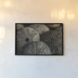 Lost Coast Sea Urchins Sepia IV by Nathan Larson. shown as a paper print in a black flame. Available as a archival giclee rolled canvas, fine art paper, or poster print. SKU 96966i.