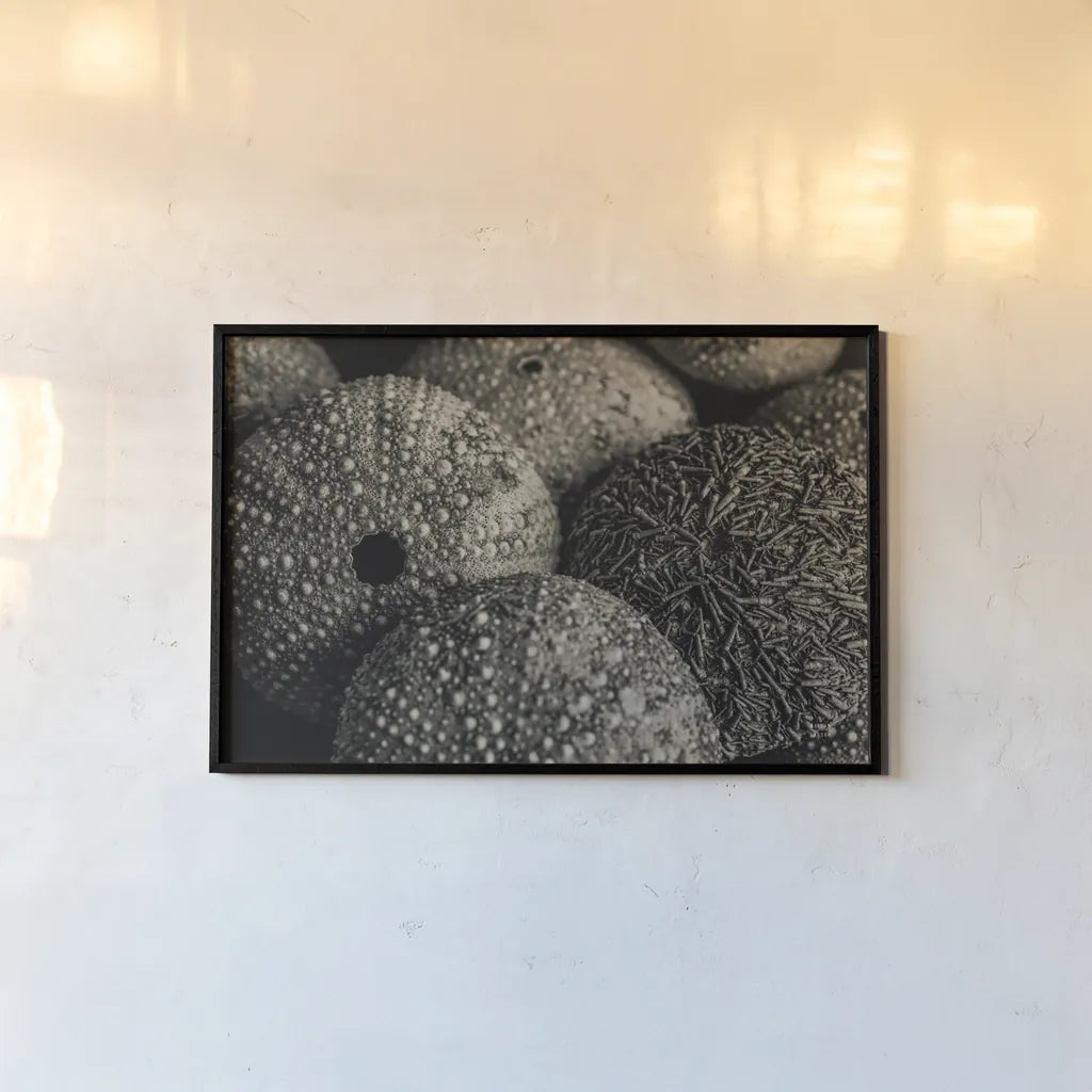 Lost Coast Sea Urchins Sepia IV by Nathan Larson. shown as a paper print in a black flame. Available as a archival giclee rolled canvas, fine art paper, or poster print. SKU 96966i.