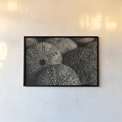Lost Coast Sea Urchins Sepia IV by Nathan Larson. shown as a paper print in a black flame. Available as a archival giclee rolled canvas, fine art paper, or poster print. SKU 96966i.