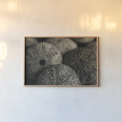 Lost Coast Sea Urchins Sepia IV by Nathan Larson. shown as a paper print in a natural frame. Available as a archival giclee rolled canvas, fine art paper, or poster print. SKU 96966i.