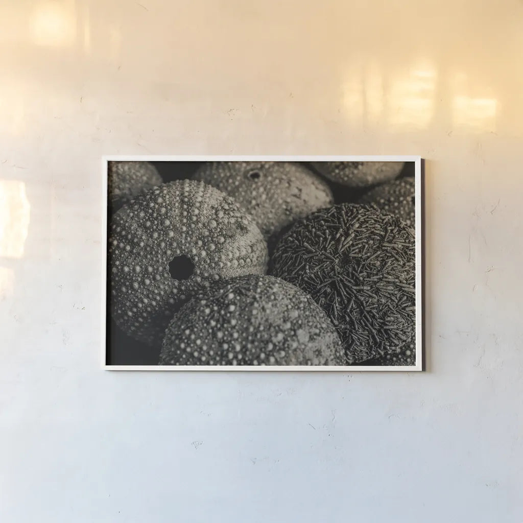 Lost Coast Sea Urchins Sepia IV by Nathan Larson. shown as a paper print in a white frame. Available as a archival giclee rolled canvas, fine art paper, or poster print. SKU 96966i.