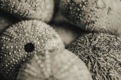 Lost Coast Sea Urchins Sepia V by Nathan Larson. SKU 96967i. Archival Giclee Fine art print for wall decor.