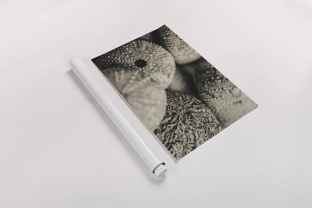 Lost Coast Sea Urchins Sepia V by Nathan Larson. shown as a rolled paper print. Available as archival giclee rolled canvas, fine art paper, or poster print. SKU 96967i.