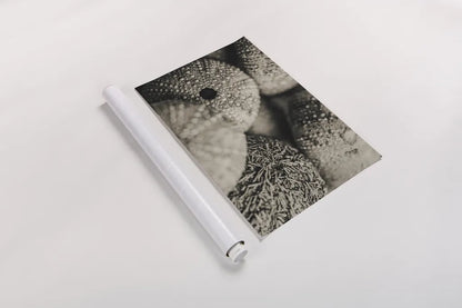 Lost Coast Sea Urchins Sepia V by Nathan Larson. shown as a rolled paper print. Available as archival giclee rolled canvas, fine art paper, or poster print. SKU 96967i.